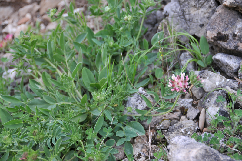 Anthyllis vulneraria / Vulneraria comune